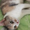 トライアル中♡珍しいパステル三毛のパスちゃん サムネイル3