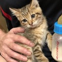 ボンネットの中にいた仔猫ちゃん
