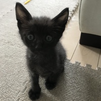 子猫ちゃん
