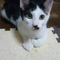 イケメン保護猫くん