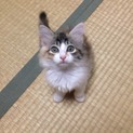 三毛猫 毛長さん 女の子 4ヶ月くらい