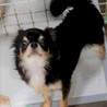 チワワのキィーちゃん、５才 サムネイル2