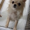 チワワのマロンちゃん、５才 サムネイル4