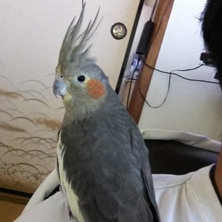 オカメインコ（メス）