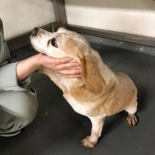 迷子だけれどお迎えのないビーグルのつぶよちゃん