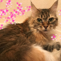 メイプル