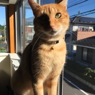 とってもお利口さんな甘えん坊の茶トラです