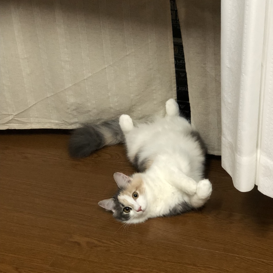 ミコのカバー写真