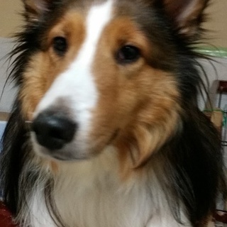 ありがとうございました！甘えん坊☆20㎏シェルティ