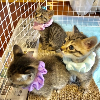 1ヶ月の子猫ちゃん☆ギジトラ3兄弟☆
