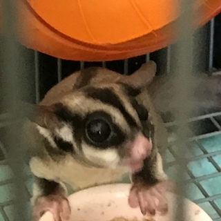 フクロモモンガ メス♀