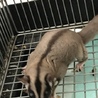 フクロモモンガ メス♀ サムネイル2