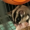 フクロモモンガ メス♀ サムネイル3