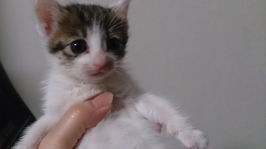 ようこそ ふたばちゃん 保護猫クロスケの部屋のペットログ ペットのおうち 月間利用者150万人