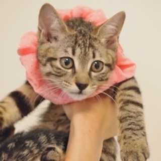 11/23銀座★たぬきちゃん★おとなしめの女の子