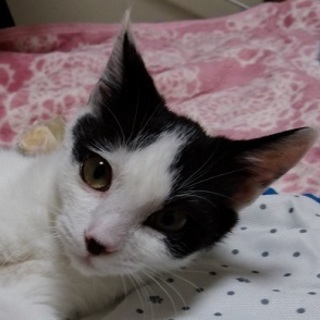 9/30後楽園★ハナちゃん★控えめなおっとりさん