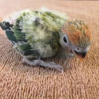 里親募集終了します