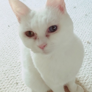 【代理投稿】オッドアイ・人馴れ抜群の白猫ちゃん♀
