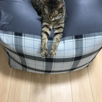 こむぎ