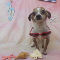 アニマー湯千葉店譲渡会 サムネイル2