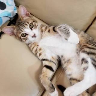 6ヶ月の猫ちゃん