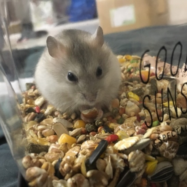 Chiaki0921のカバー写真