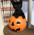 ゴロゴロ人懐っこい子猫