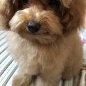 1月で1歳になるプードルの男の子
