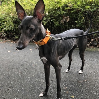 イタリアングレーハウンド 1歳メス （名：ルーフ）