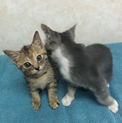 キュートなおめめでじっと見つめられちゃう