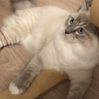 らむちゃん