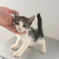 可愛い子猫ちゃんです☆収容期限10/9朝