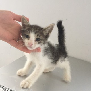 可愛い子猫ちゃんです☆収容期限10/9朝
