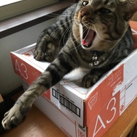 おおすけ