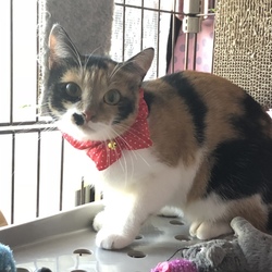 【譲渡会動画有り】動物病院でのほごねこ譲渡会 サムネイル2