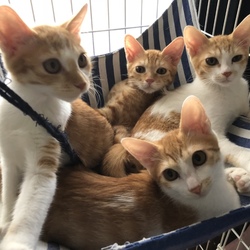 【譲渡会動画有り】動物病院でのほごねこ譲渡会 サムネイル3