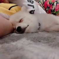 ポポ