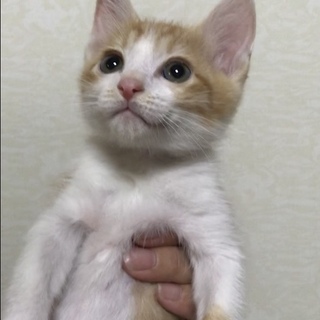 茶白のイケメン子猫 甘えん坊さん