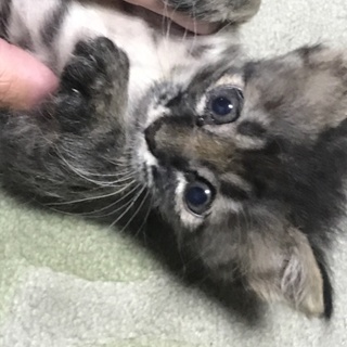 育児放棄された子猫