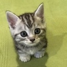 エイミィ