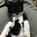 子猫の里親募集してます