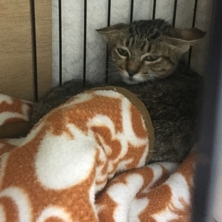 【倉敷保健所】11/7 期限間近！野良っ子