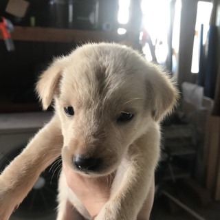 捨てられ、兄妹でがんばってきました。女の子D