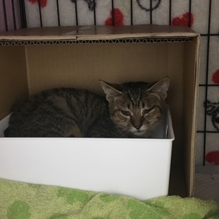 【倉敷保健所】11/7 期限間近！お迎え待ってます