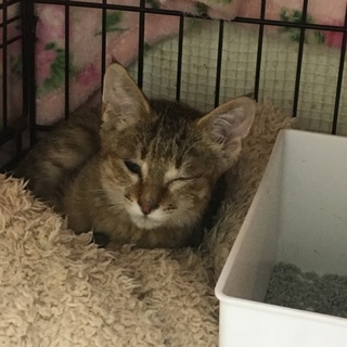 【倉敷保健所】子猫上級者求む！③