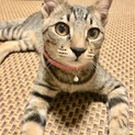 慣れると一気にゴロゴロスリスリです