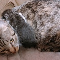 急募！！子猫と親猫の里親募集！