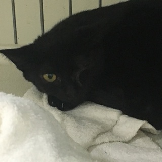 【倉敷保健所】11/7 期限間近！お迎え待ってます