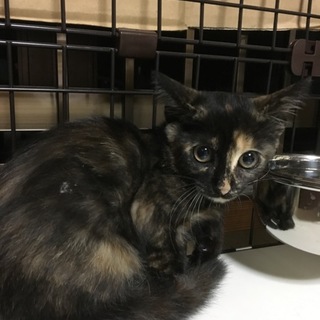 「里親決定」おとなしい優しいサビ猫ちゃん