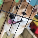 元気いっぱいな柴犬くん★